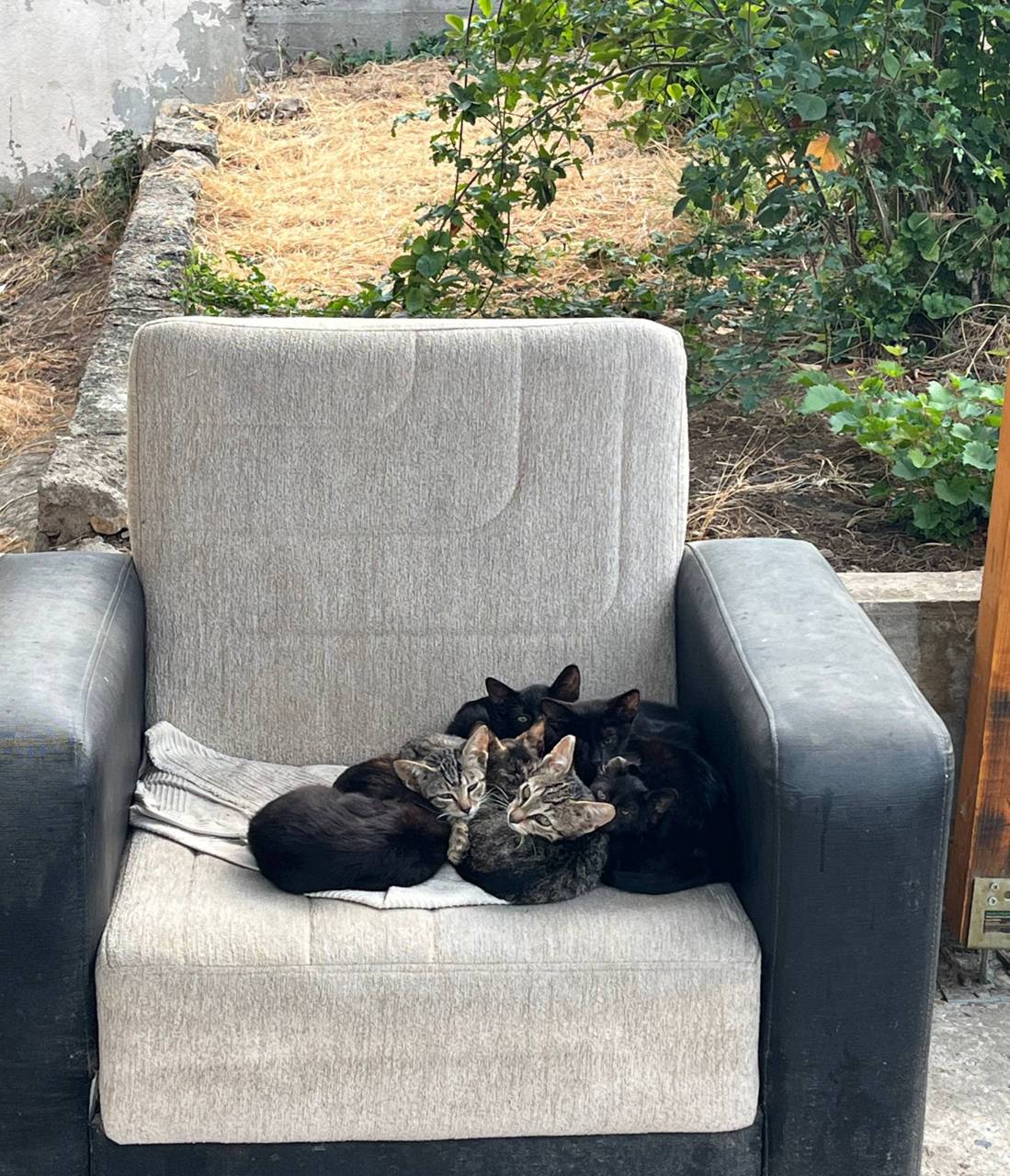 Котята ищут дом