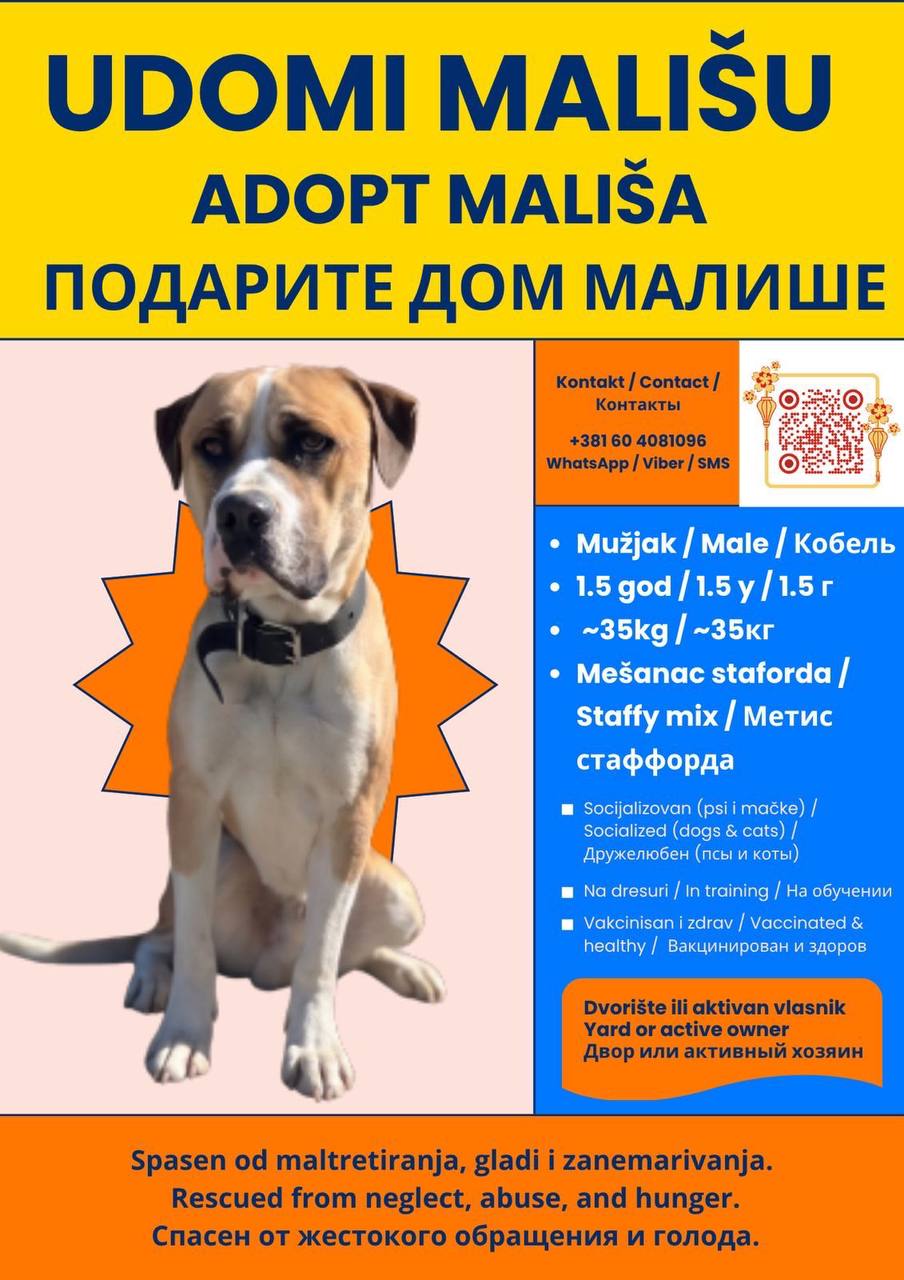 Малыш ищет дом