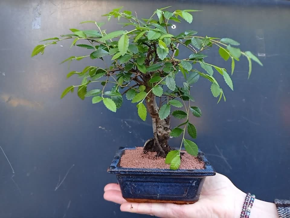Вяз мелколистный (Ulmus parvifolia) бонсай
