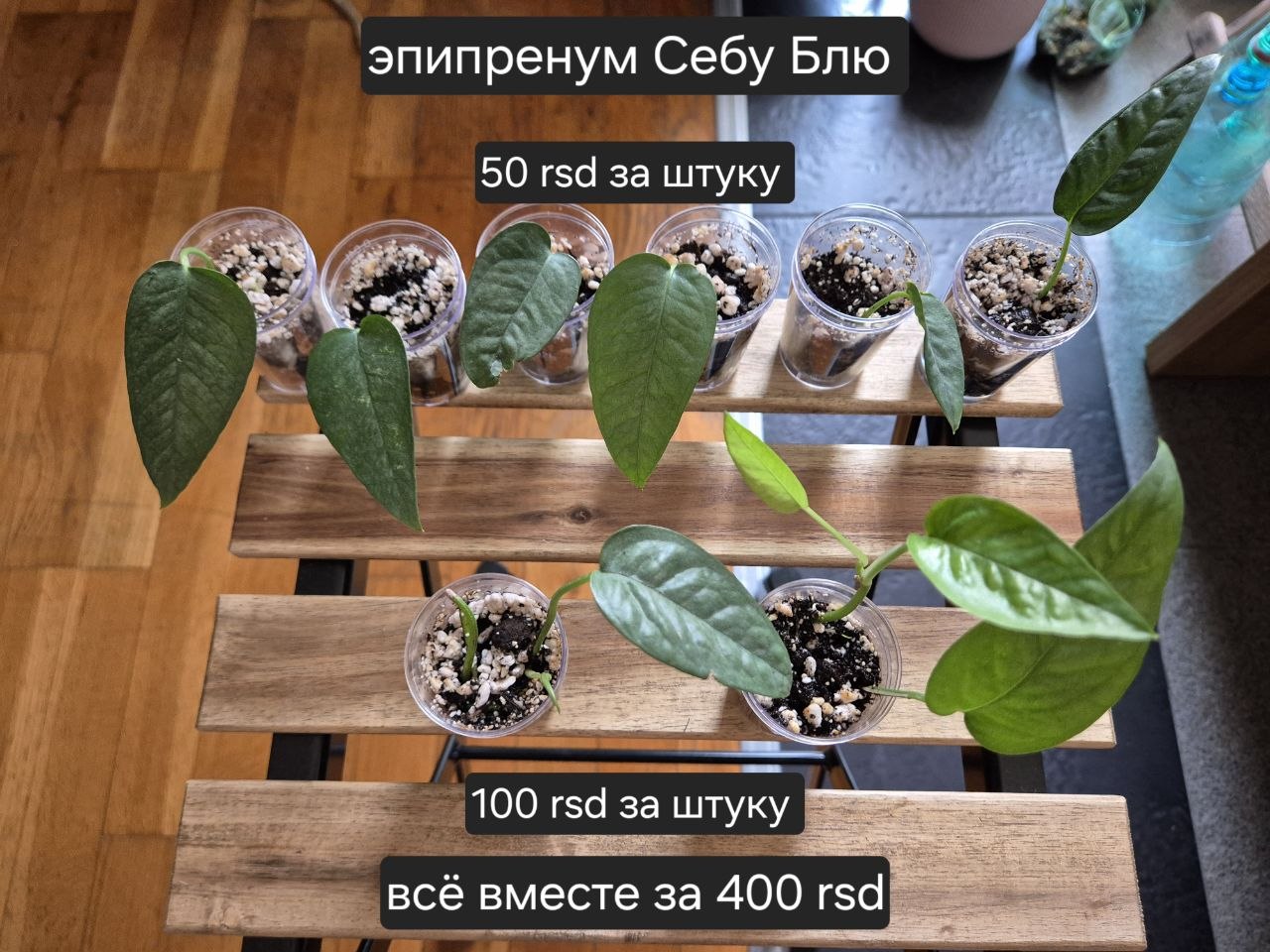 1-3 эпипренум Себу Блю