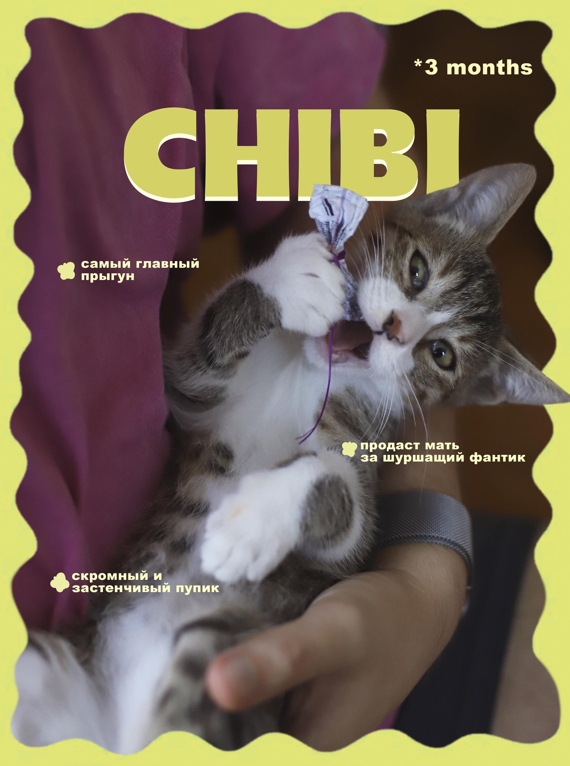 Пять спасённых котят ищут дом