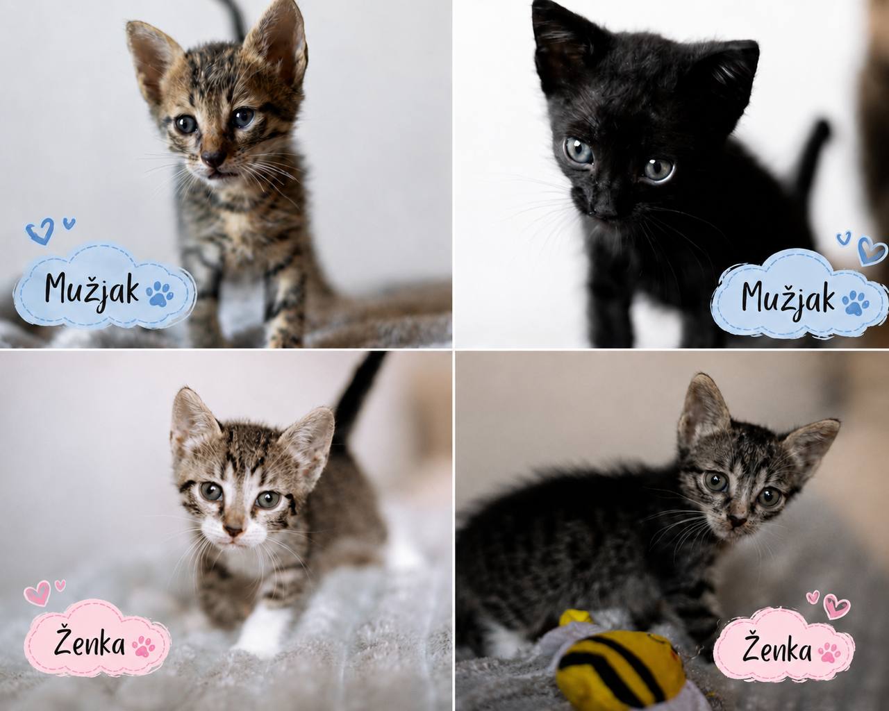 Hitno tražimo porodice za 4 mačeta