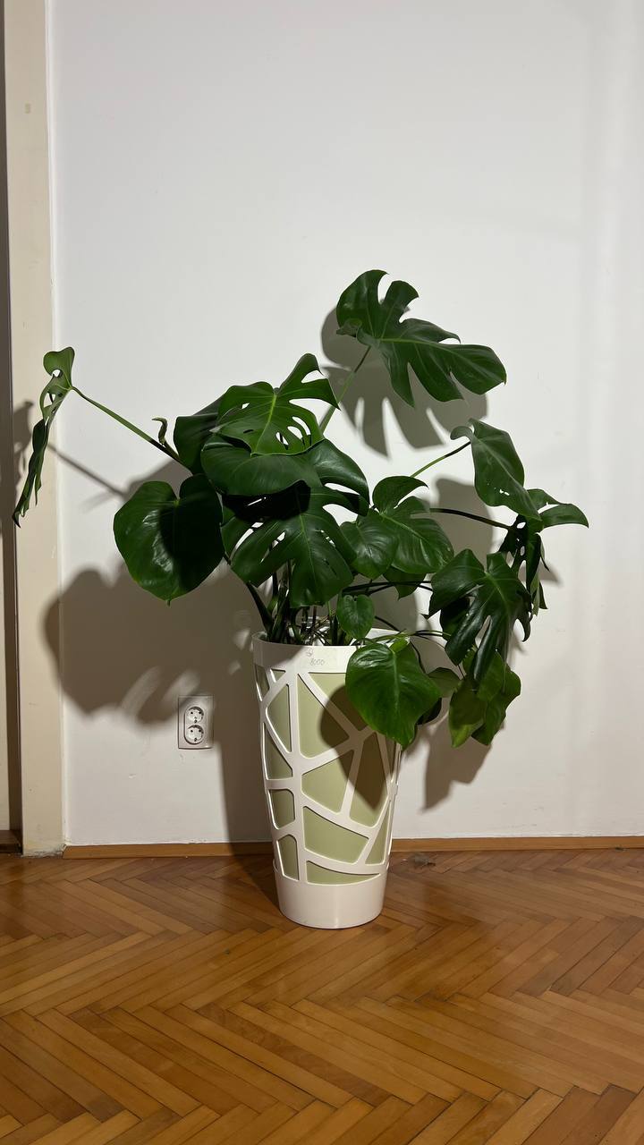 Monstera