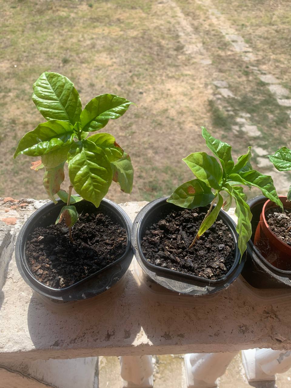 Arabika kafa