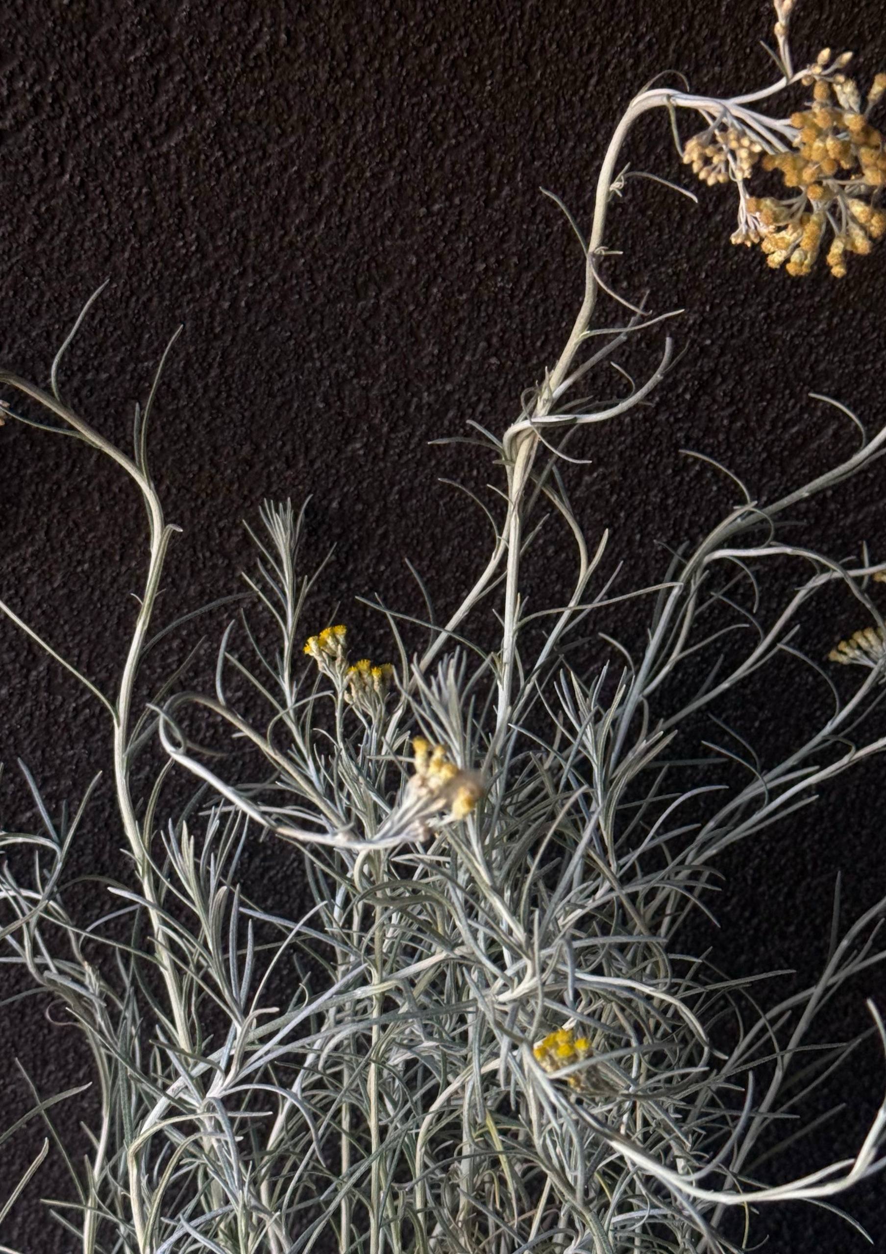 Продаю Smilje (Helichrysum italicum)