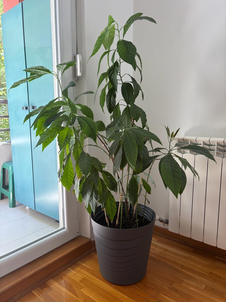 Avokado