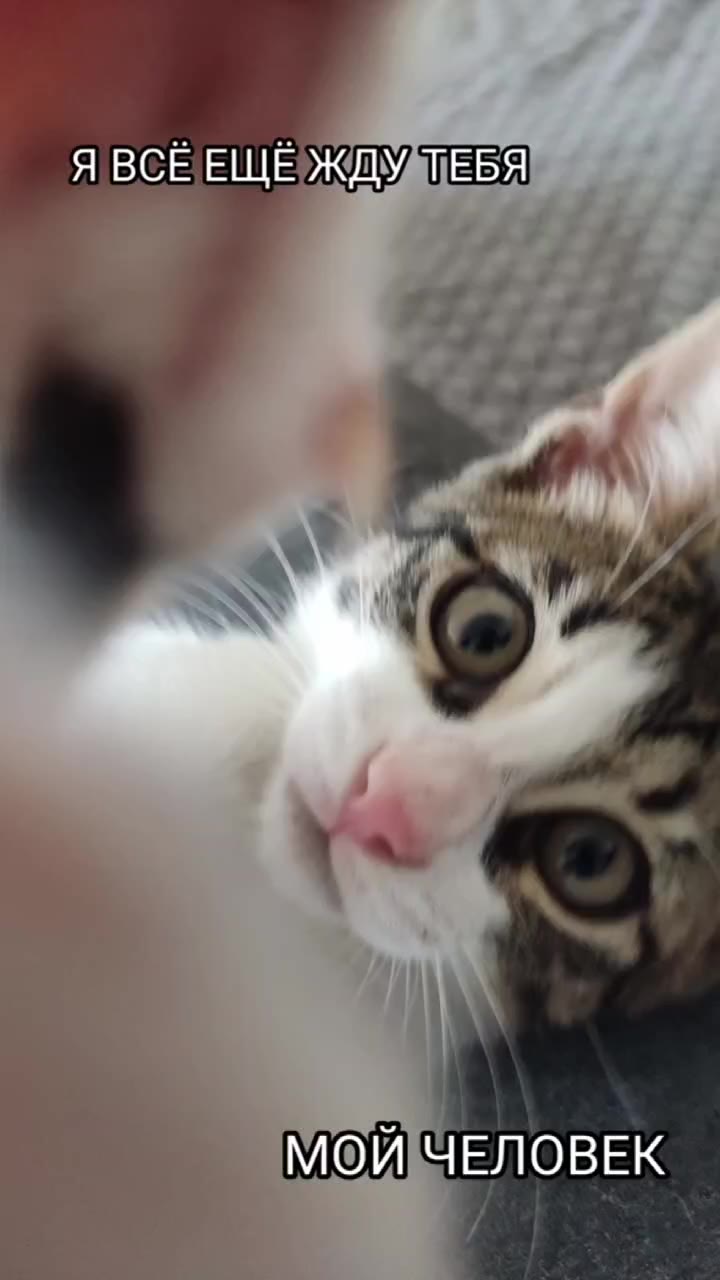 Котёнок Сардин ищет семью