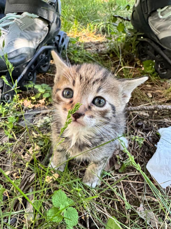 Pet napuštenih sasvim malih mačića