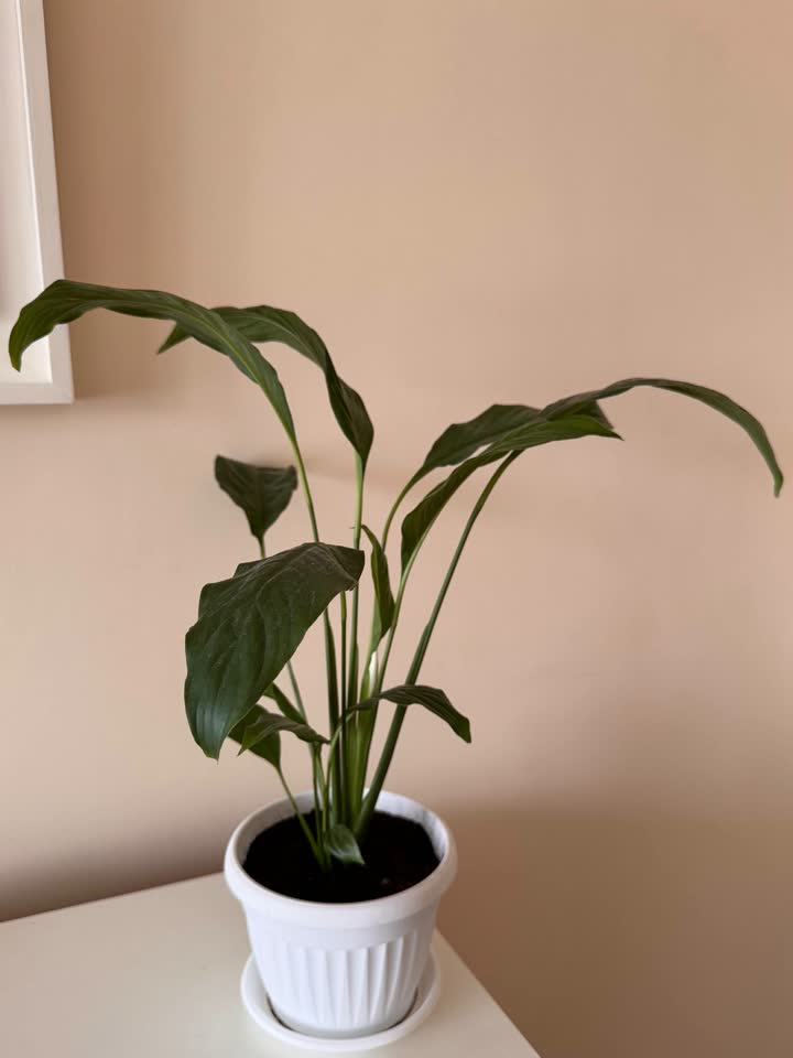Spathiphyllum, dva žbuna