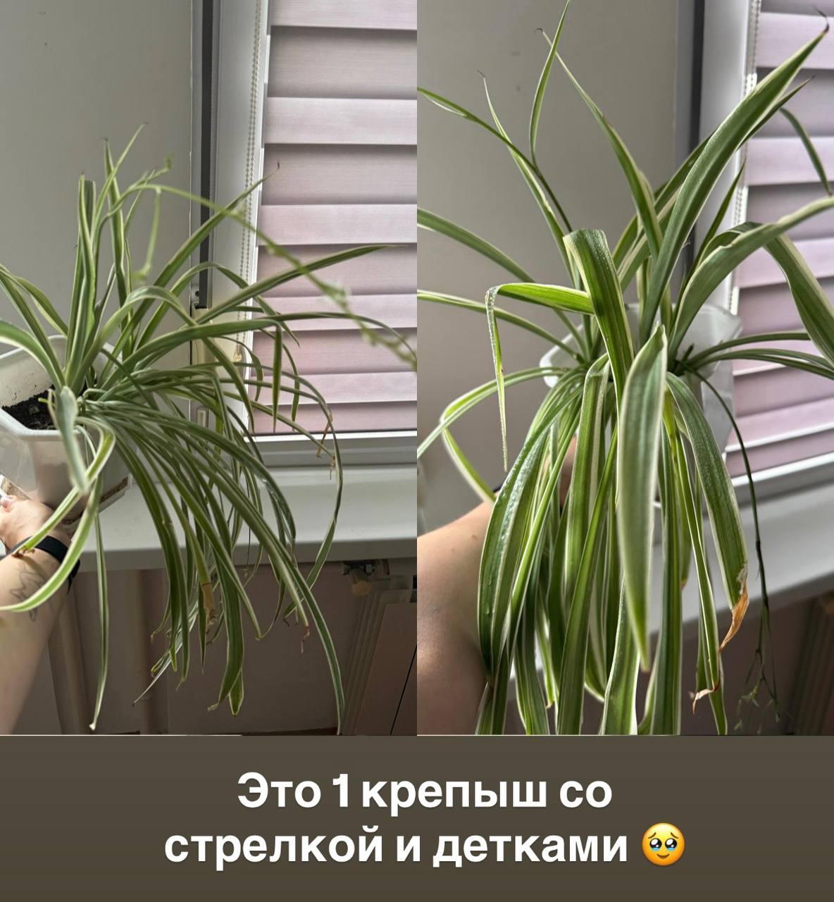Poklanjam perlice sa saksijama