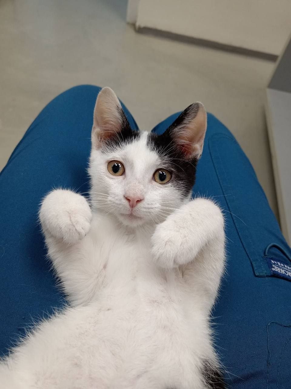 Котенок Сильвестр