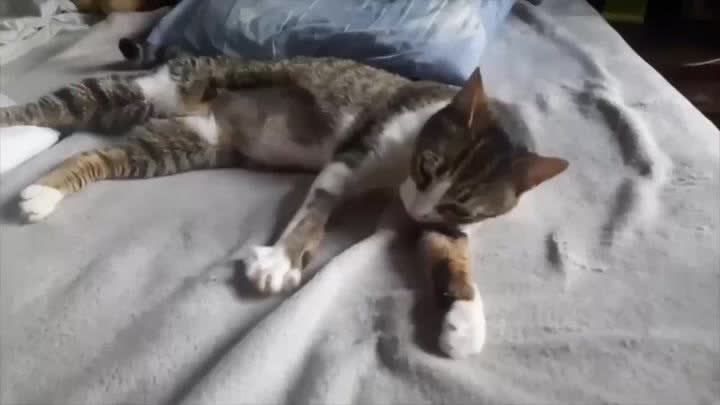 Уна ищет дом