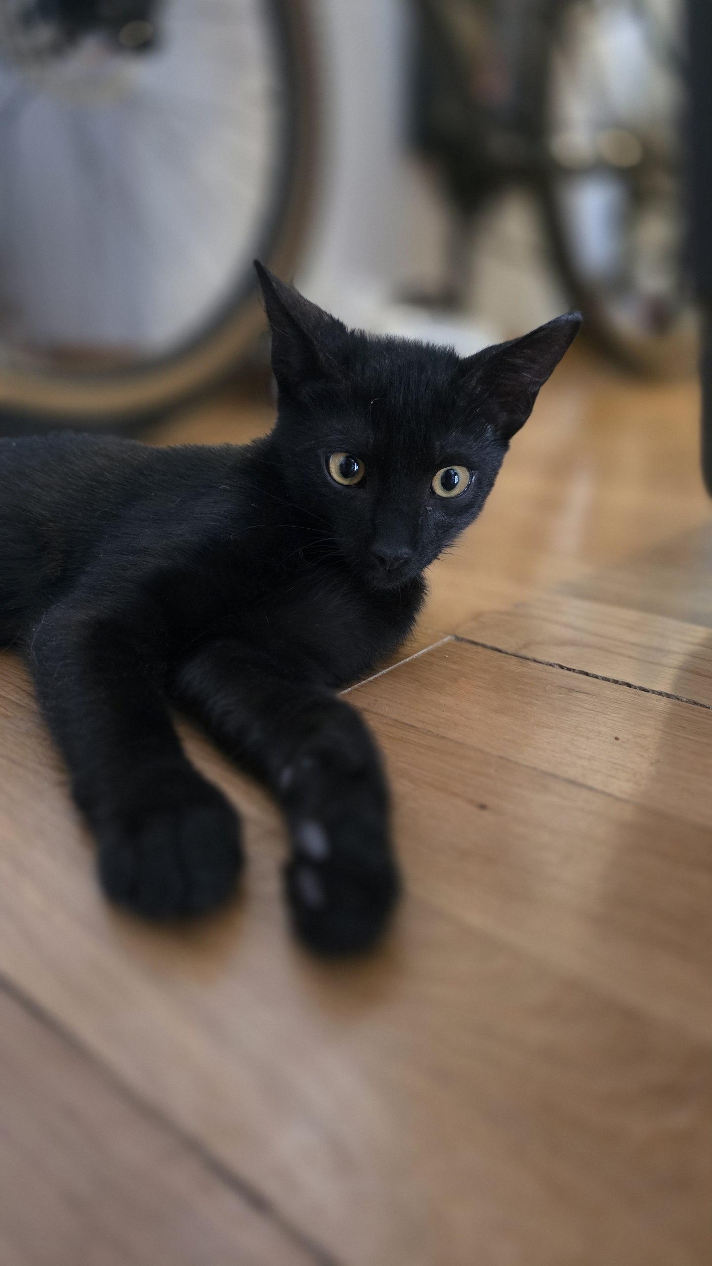 Котенок ищет дом