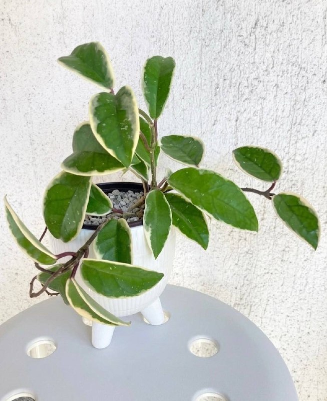 Hoya Carnosa Tricolor