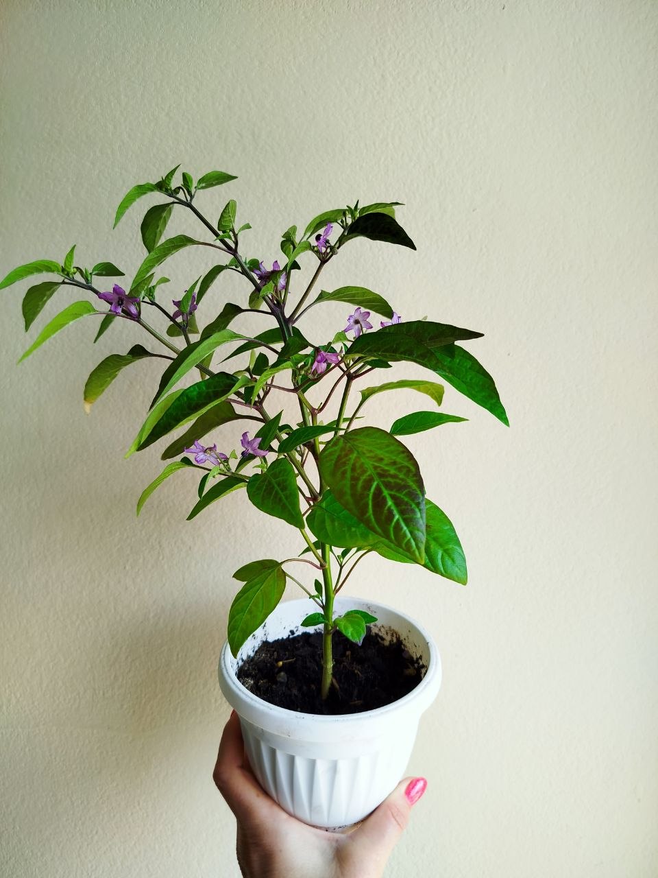 Ljuta paprika „Ogonjok“