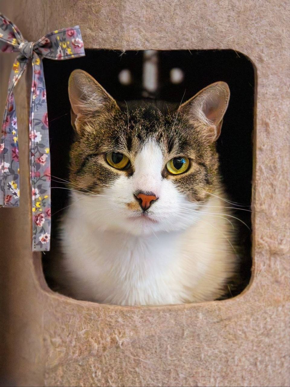 Кошка Бони ищет дом! 😻