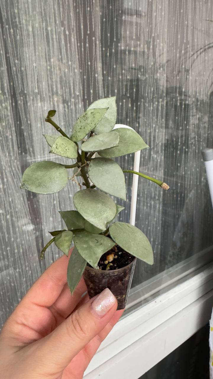 Ukorenjeni reznica Hoya lacunosa 'Eskimo'