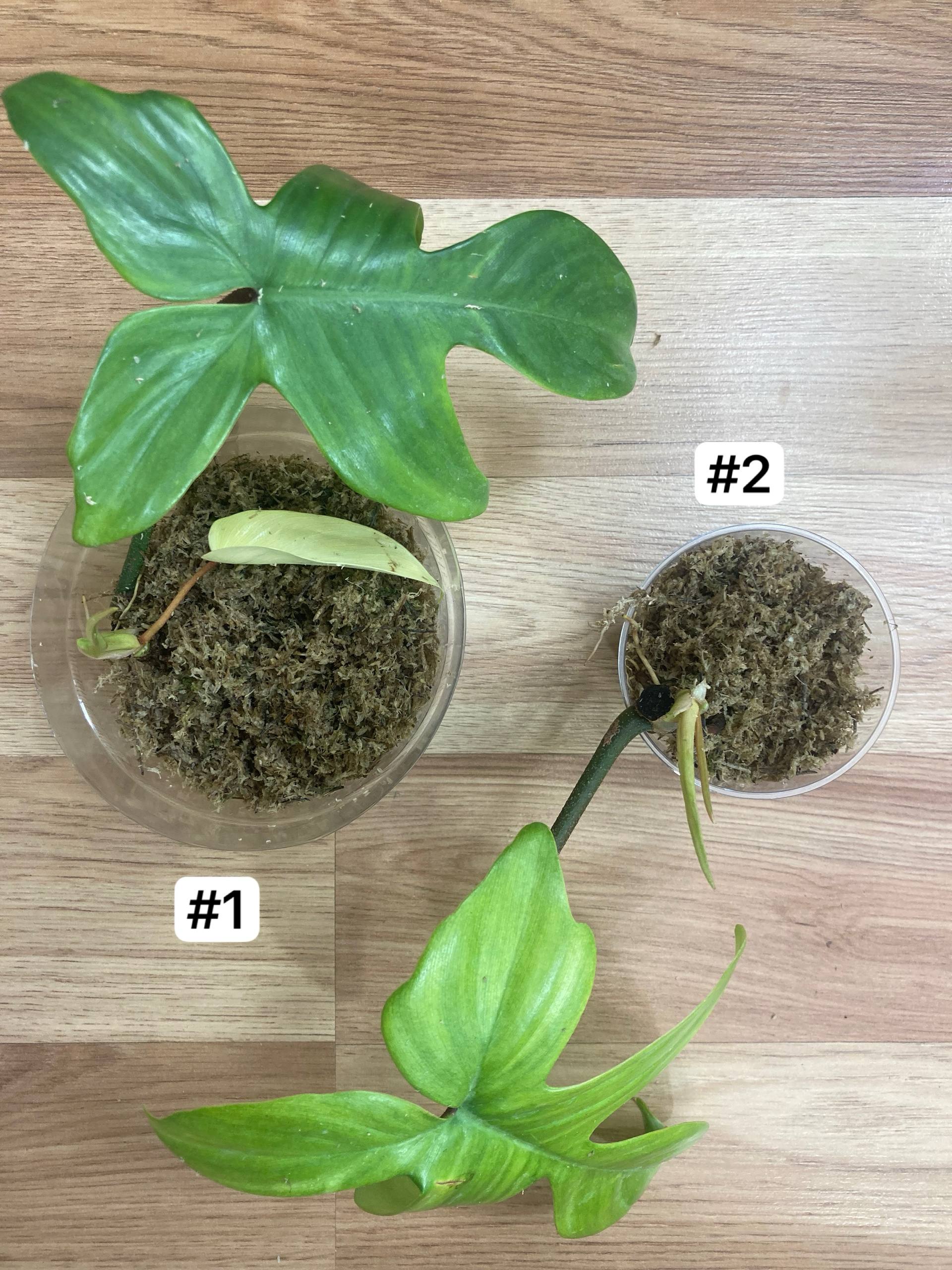 Philodendron Florida Ghost