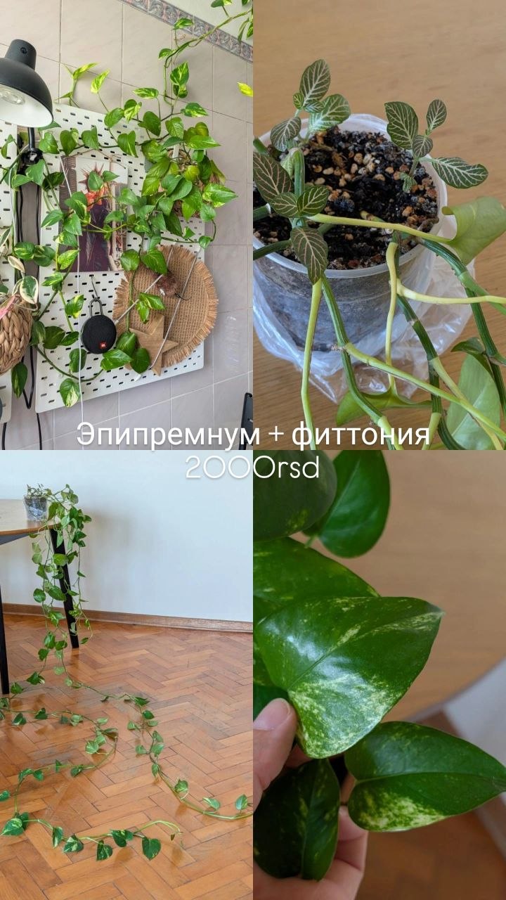 2 epipremnuma
