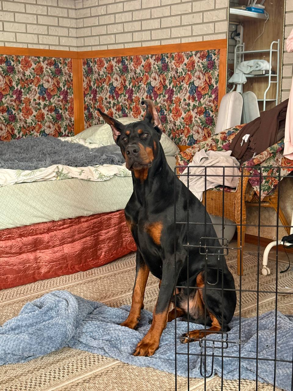 Traži se novi dom za mužjaka dobermana