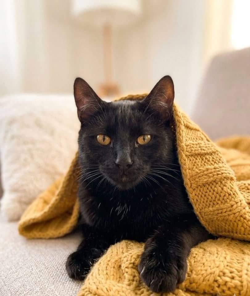 Один ищет дом 😻