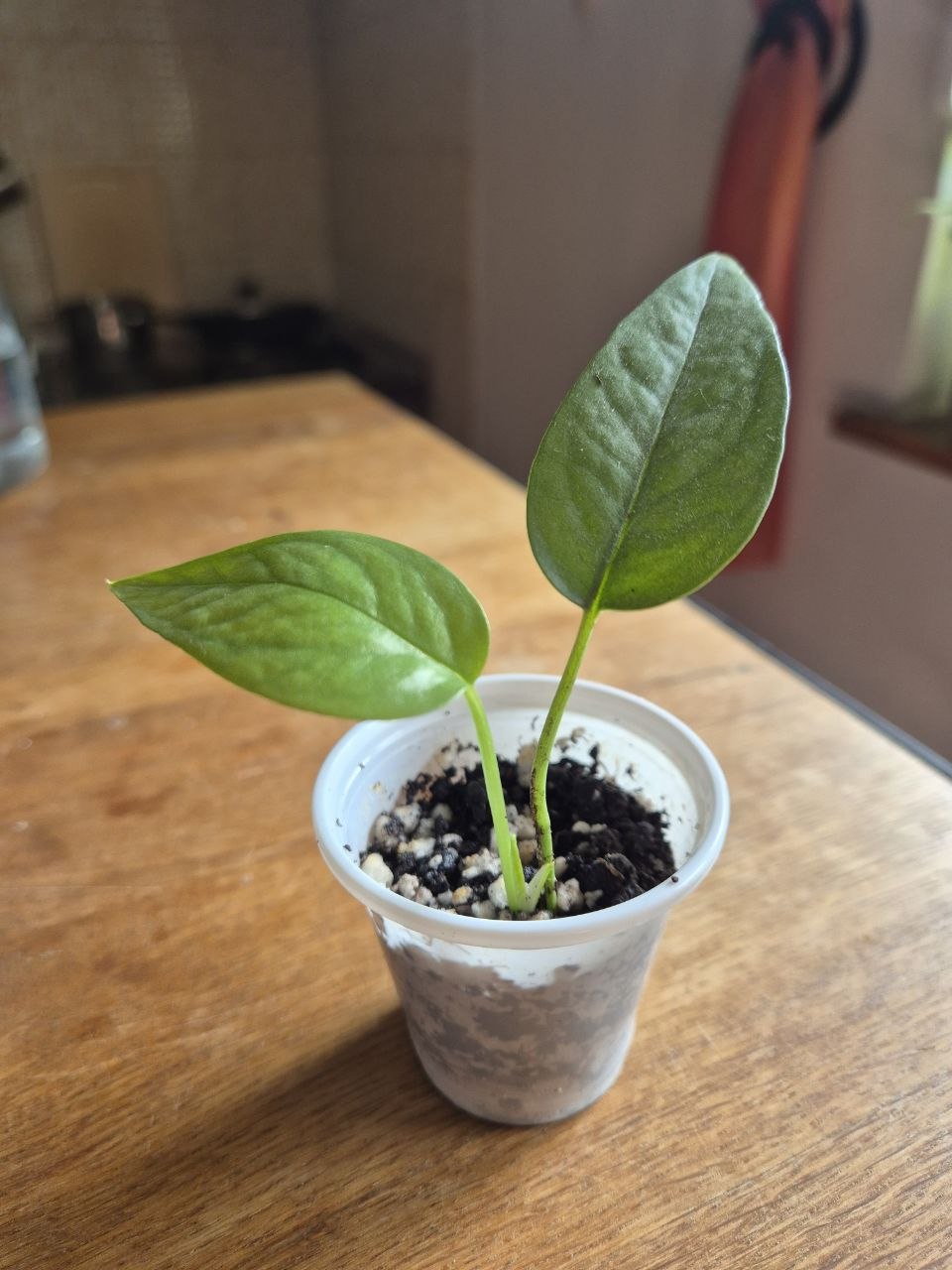1-2 singonijum, 3 epipremnum Cebu Blue
