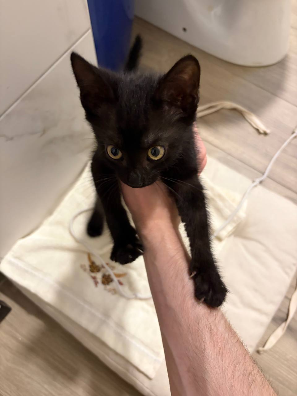 Ищет дом маленький чёрный котёнок