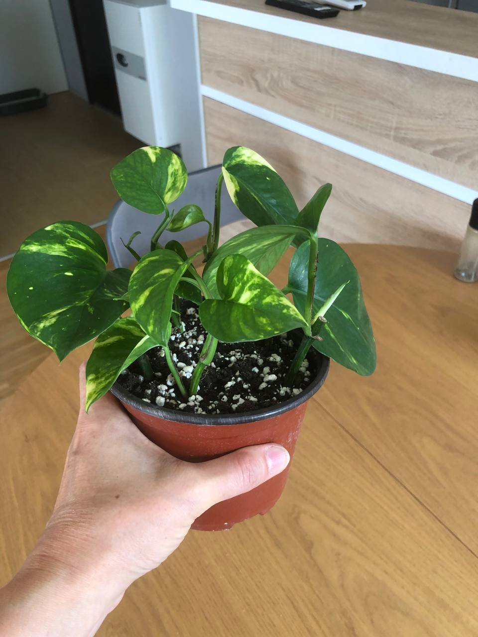 Epipremnum, 6 reznica u jednoj saksiji