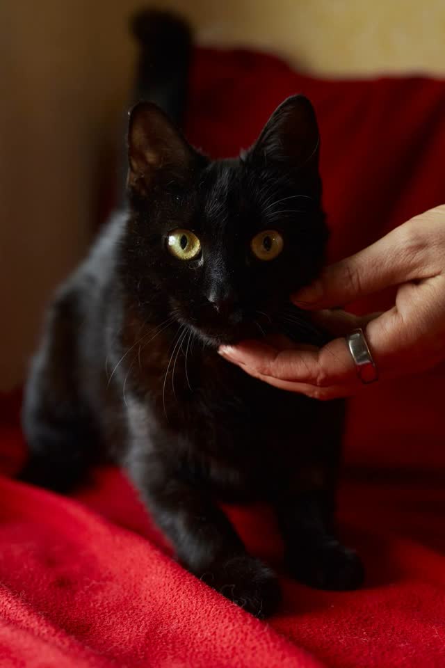 Шелли ищет дом 😻