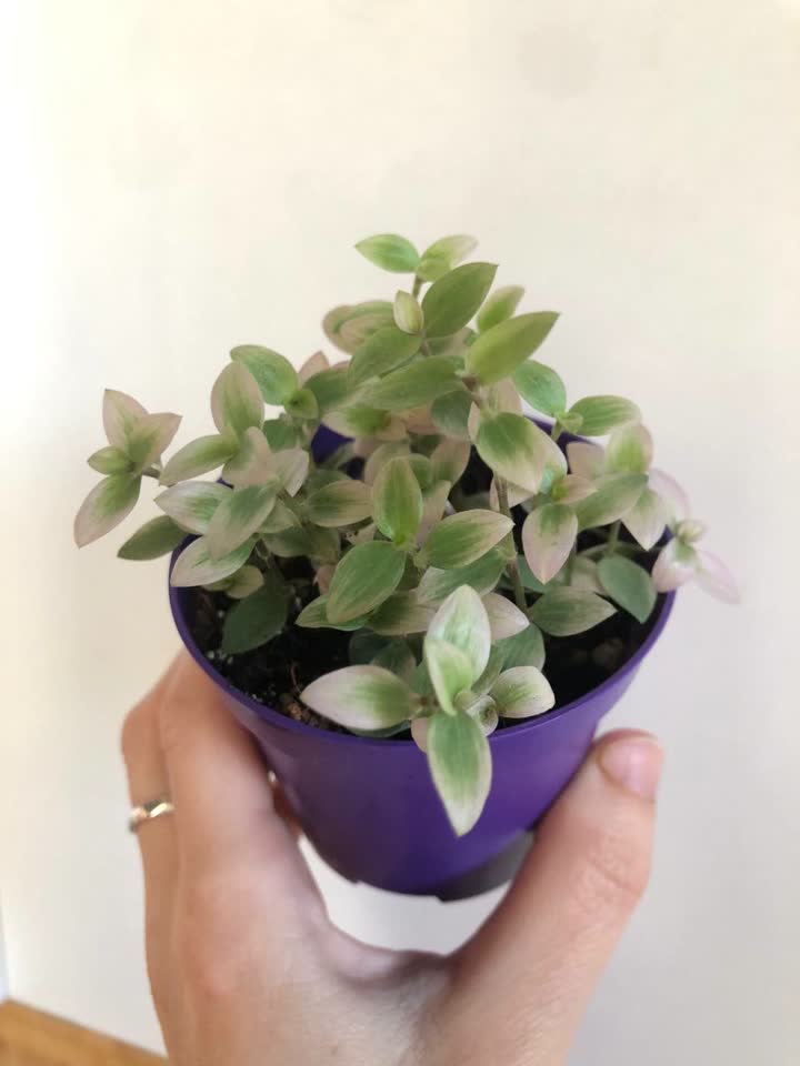 БРОНЬ Каллизия "Крибо" (Callisia repens “Cribo”)