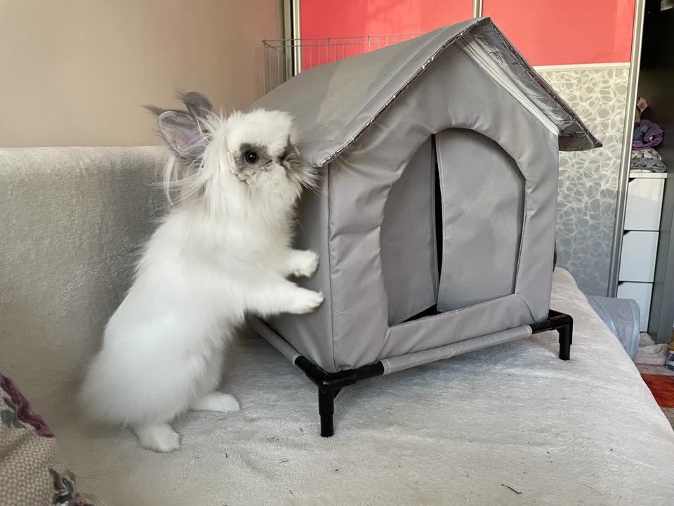 Кошкин Дом