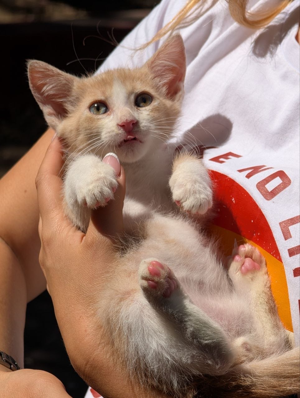 Котенок Твикс ищет дом
