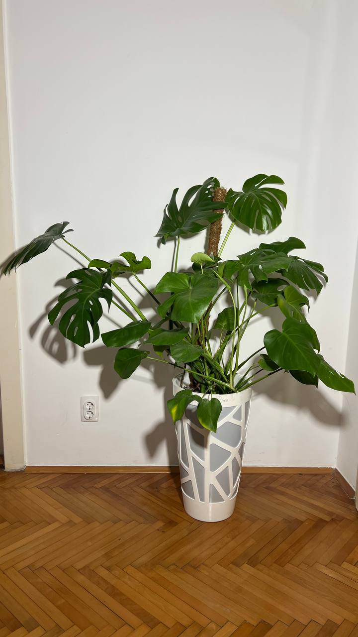 Monstera u saksiji