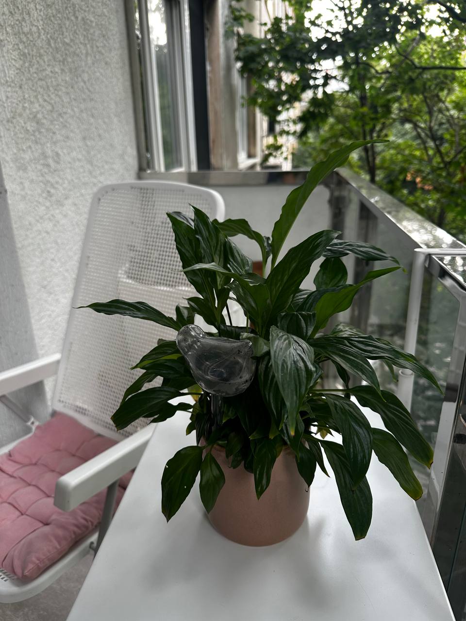 Spathiphyllum (ženska sreća)