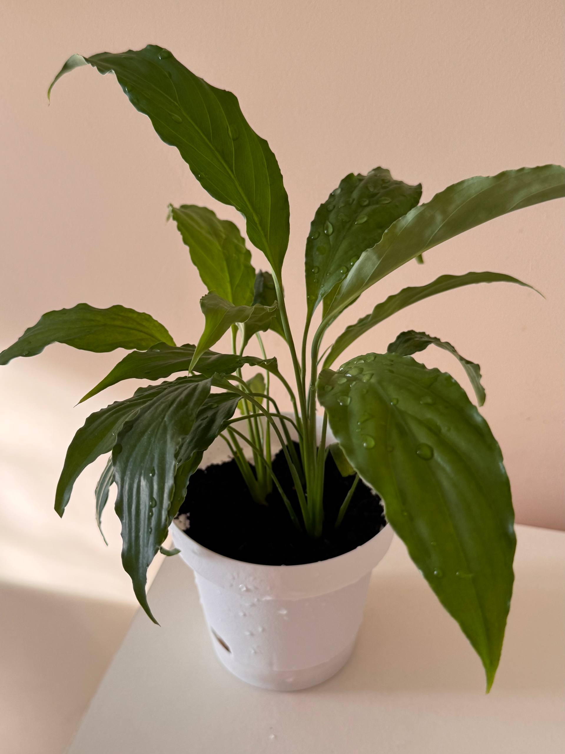 Spathiphyllum