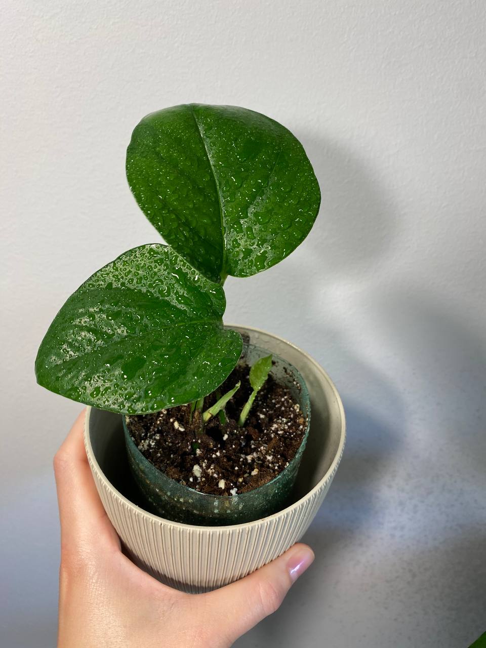2 epipremnuma po 350