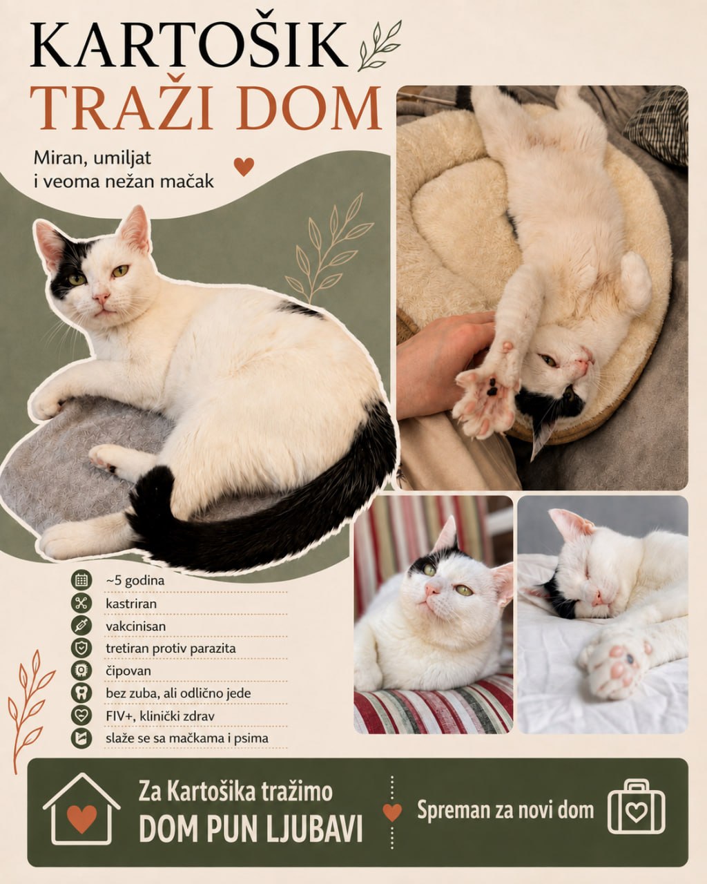 Ищем дом для котика Картошика