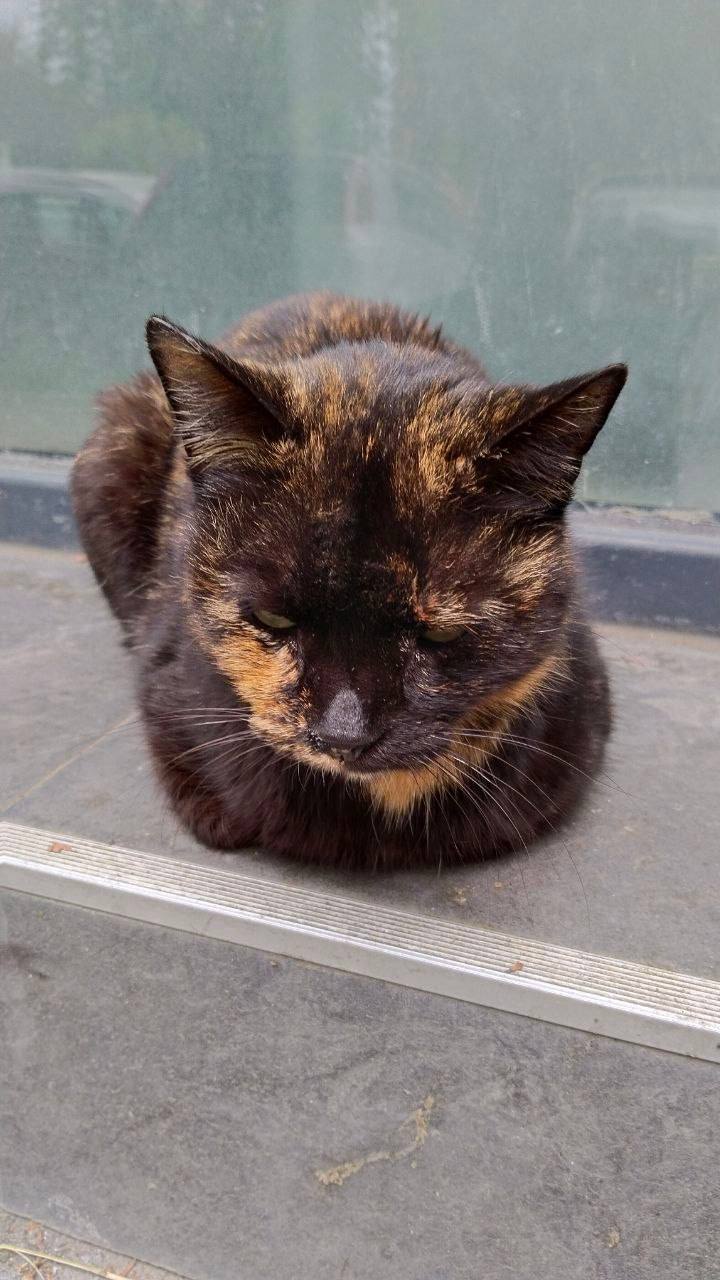 Кошечка Мица