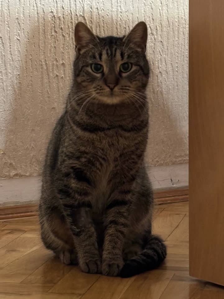 Молодая кошечка Чоли ищет свою семью!😻