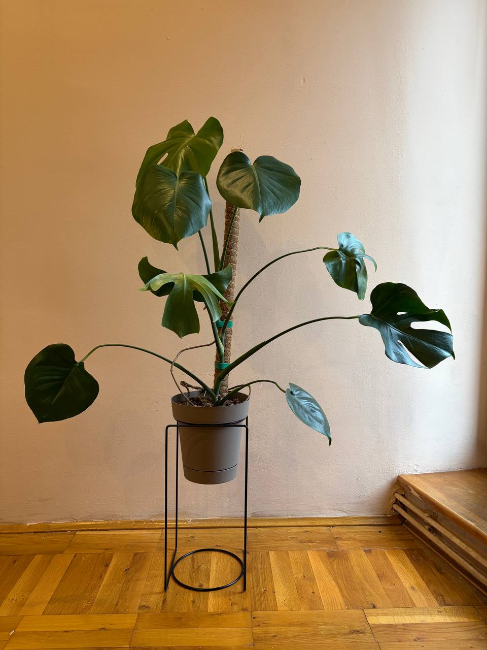 Monstera deliciosa