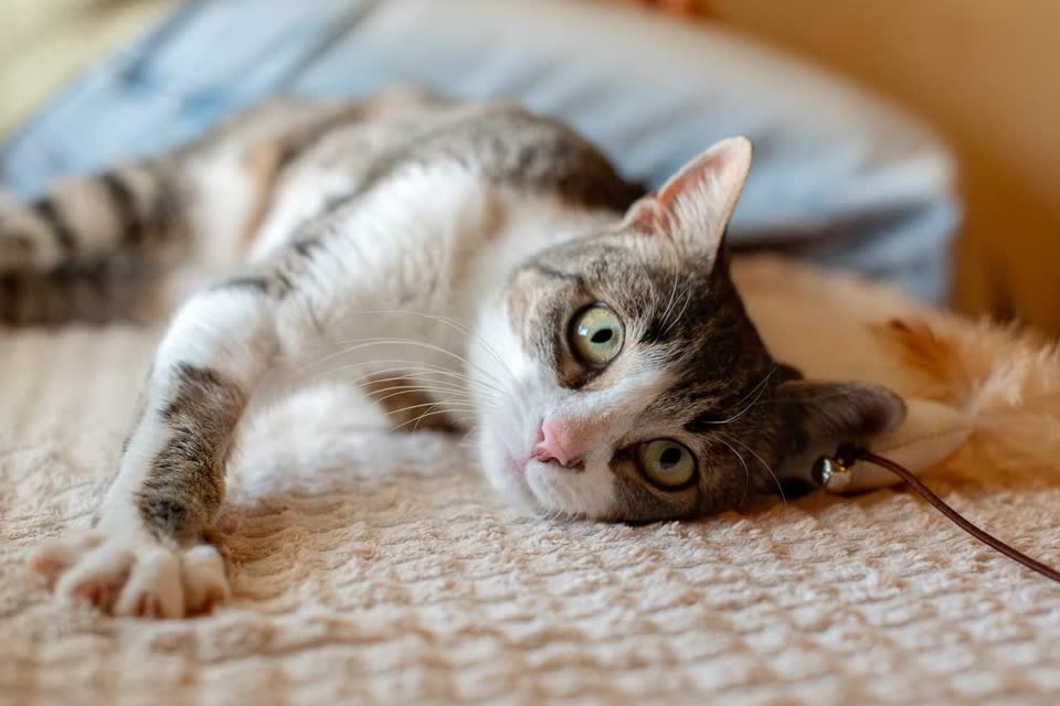 Уна ищет дом 😻