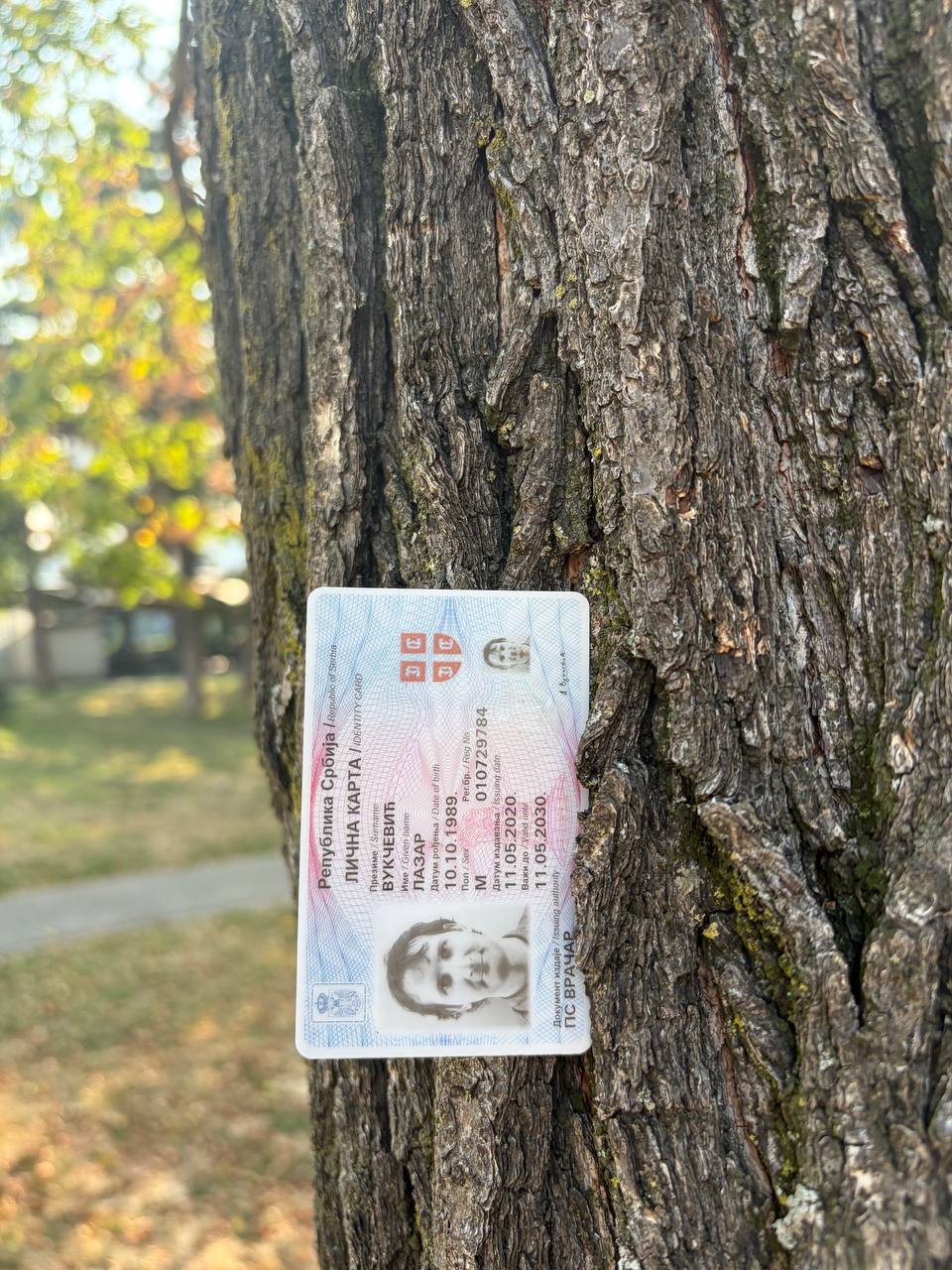 В Ташмайдан парке в дереве напротив ev