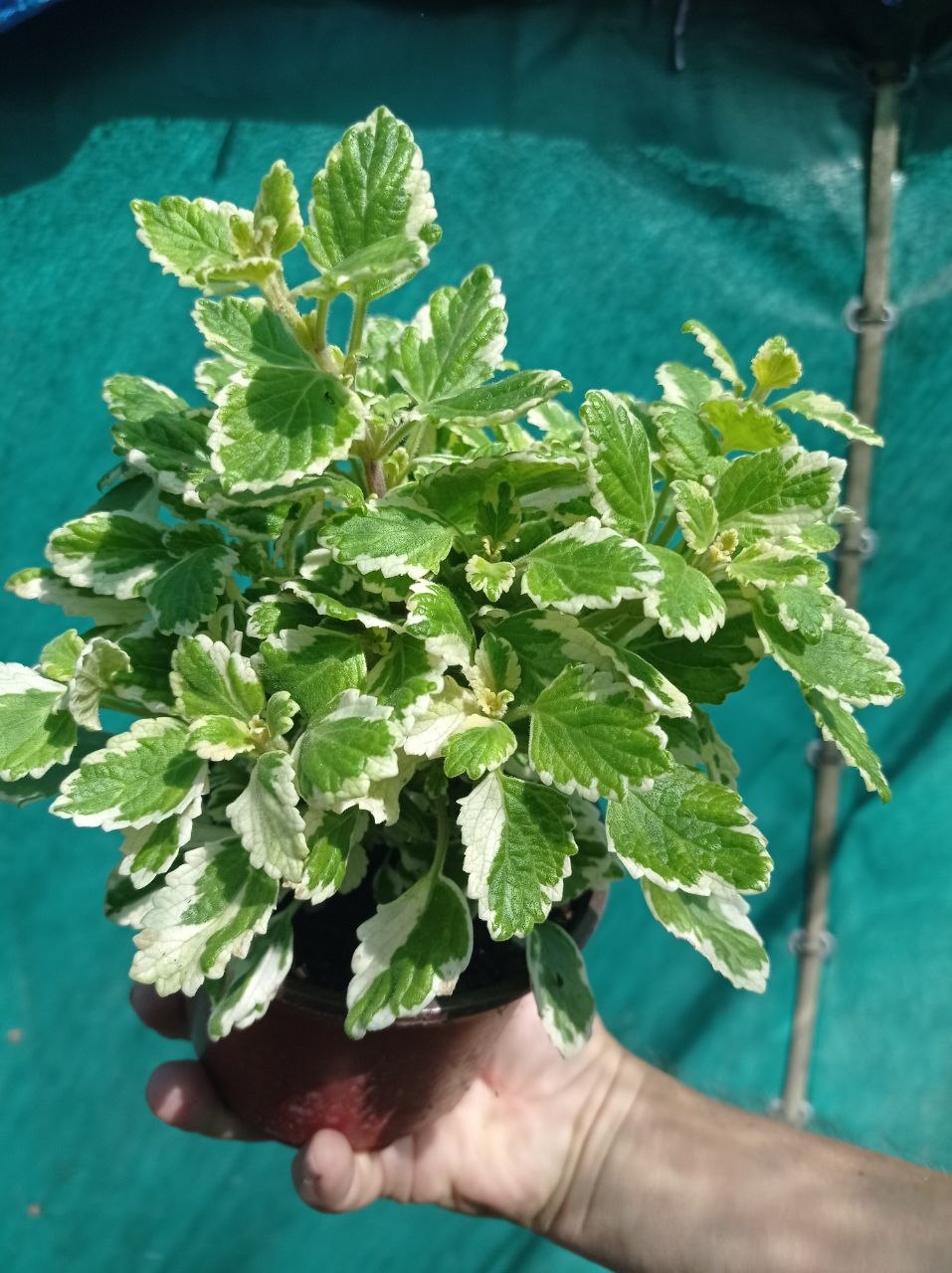 Plectranthus variegatni