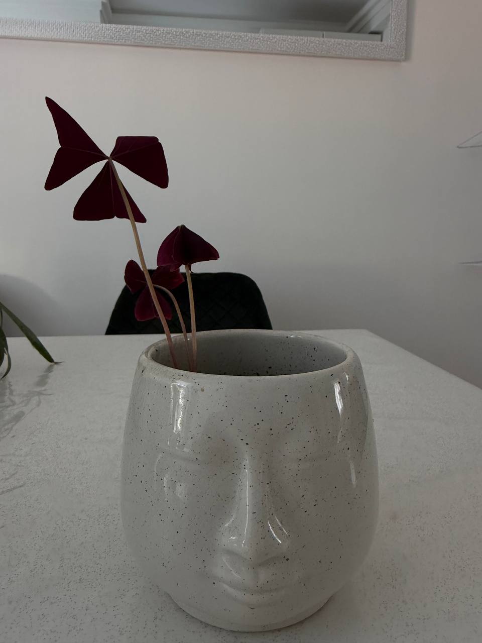 Trokutasta kiselica / Oxalis triangularis