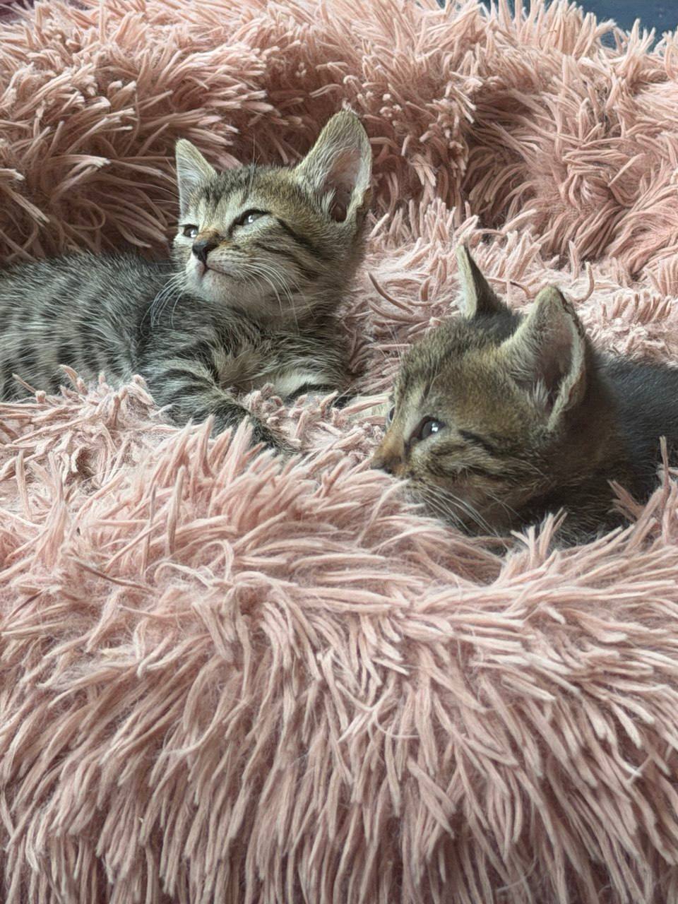 Котята в хорошие руки