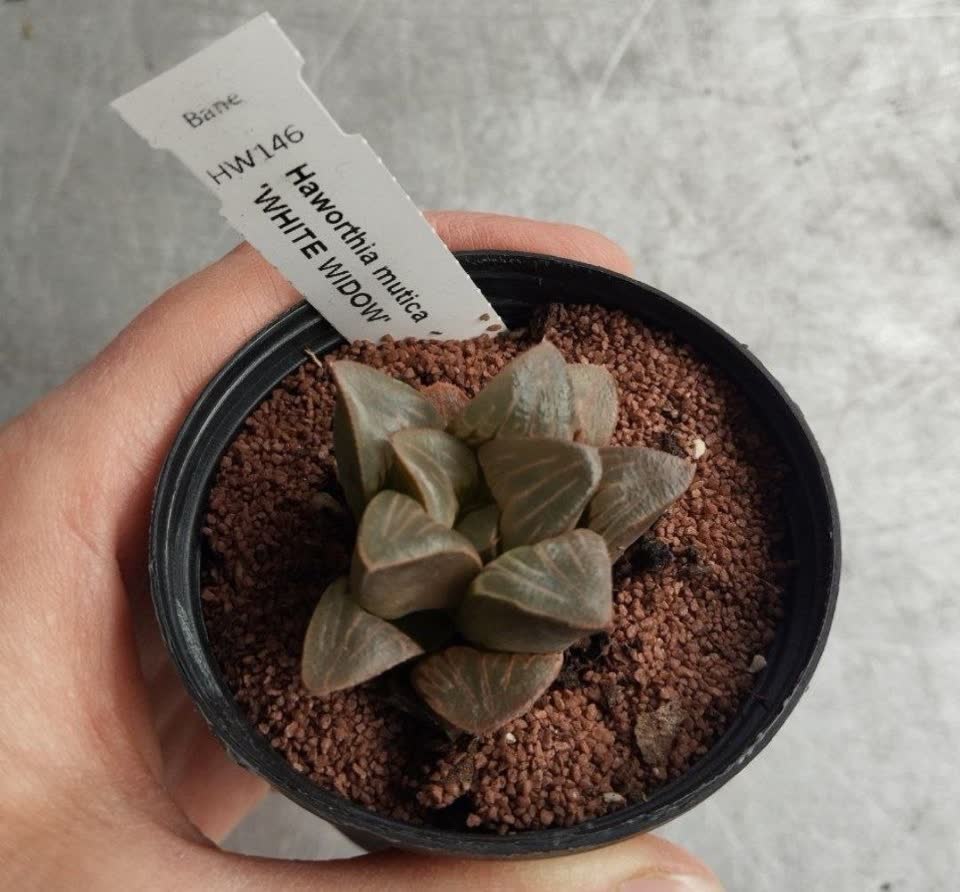 Haworthia mutica 'White Widow'