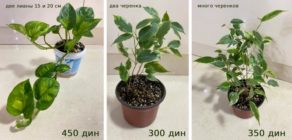 3 растения ищут новый дом