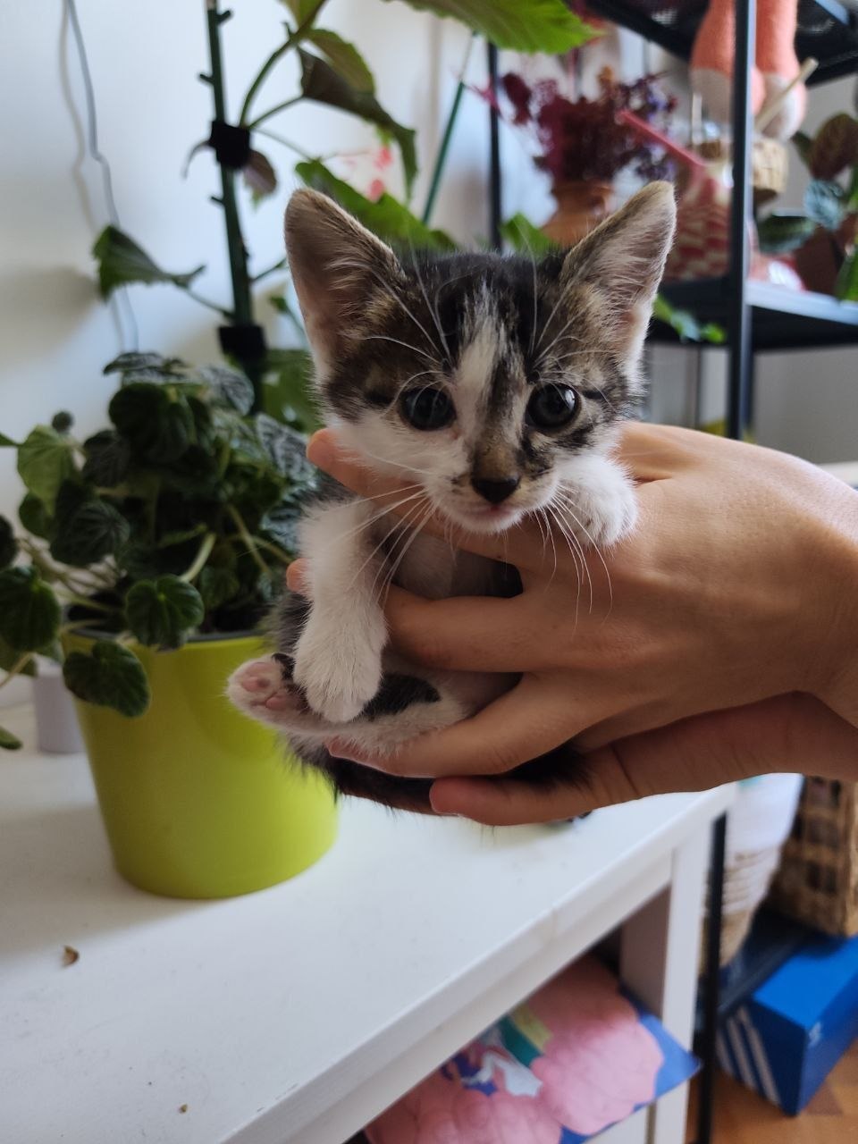 Котёнок ищет дом