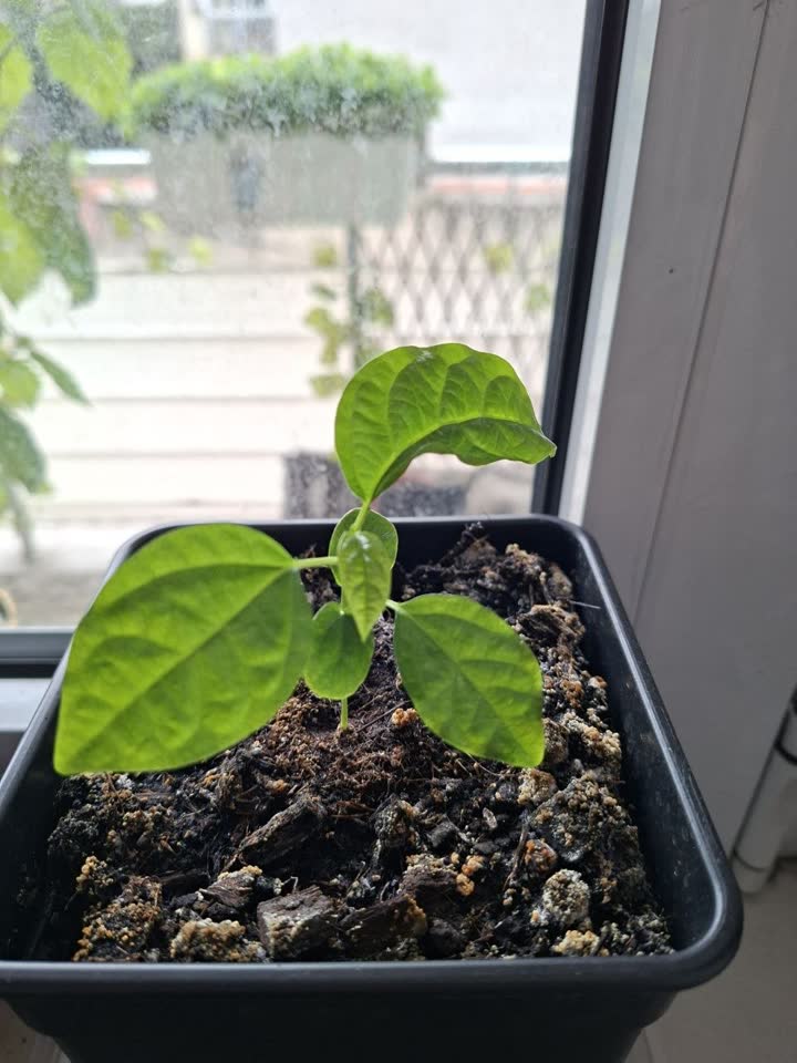 Молодая passiflora edulis, классическая съедобная марракуйя