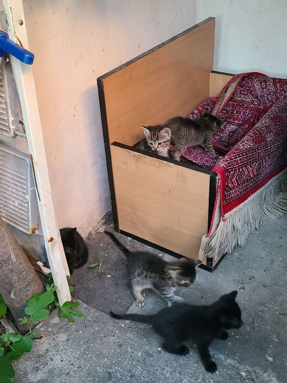 Не нужны ли кому котята? Есть пять штук, возраст около двух недель. Белград, учительско-насе